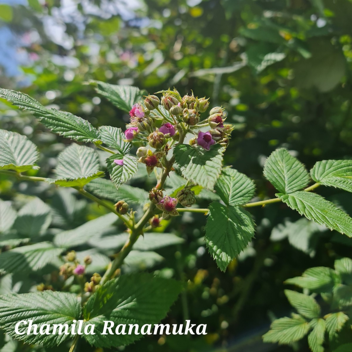 Rubus niveus Thunb.